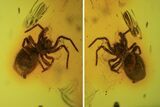 Detailed Fossil Spider (Aranea) In Baltic Amber #87061-1